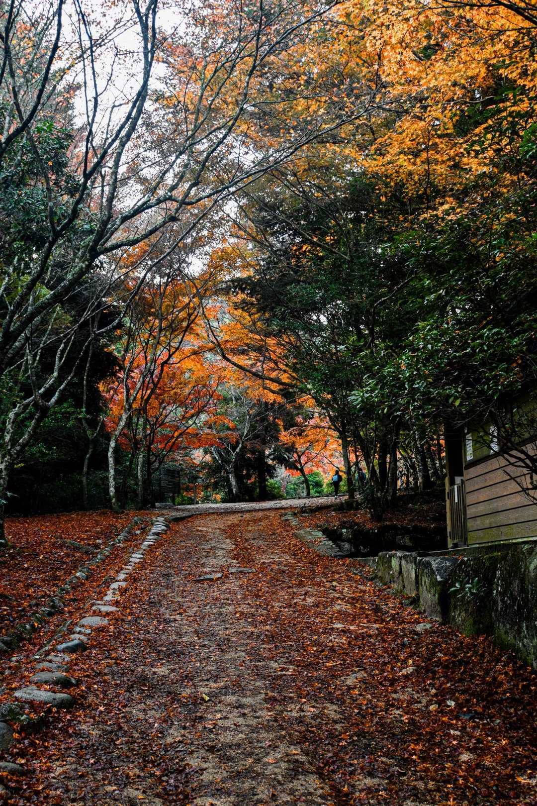 弥山登山道入口-弥山 往復コースの写真