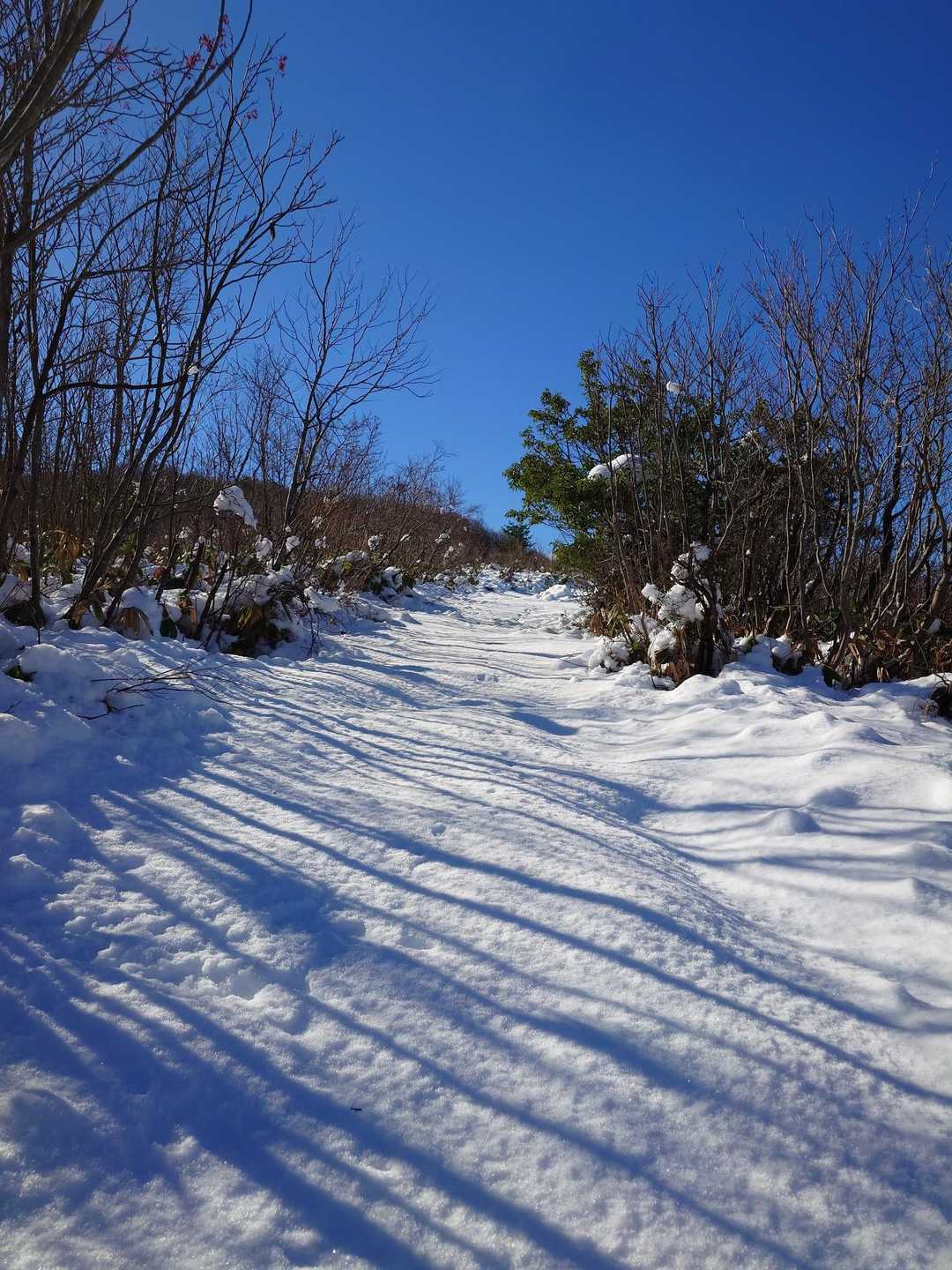 誰も歩いてない登山道🎵