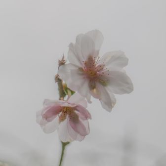 10月桜🌸