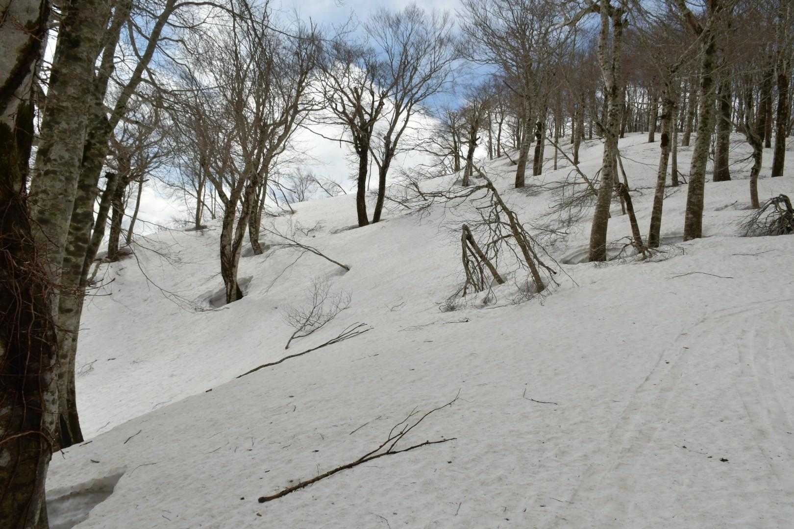 小ヅッコ小屋登山口-小ズッコ-大ズッコ-扇ノ山 往復コースの写真