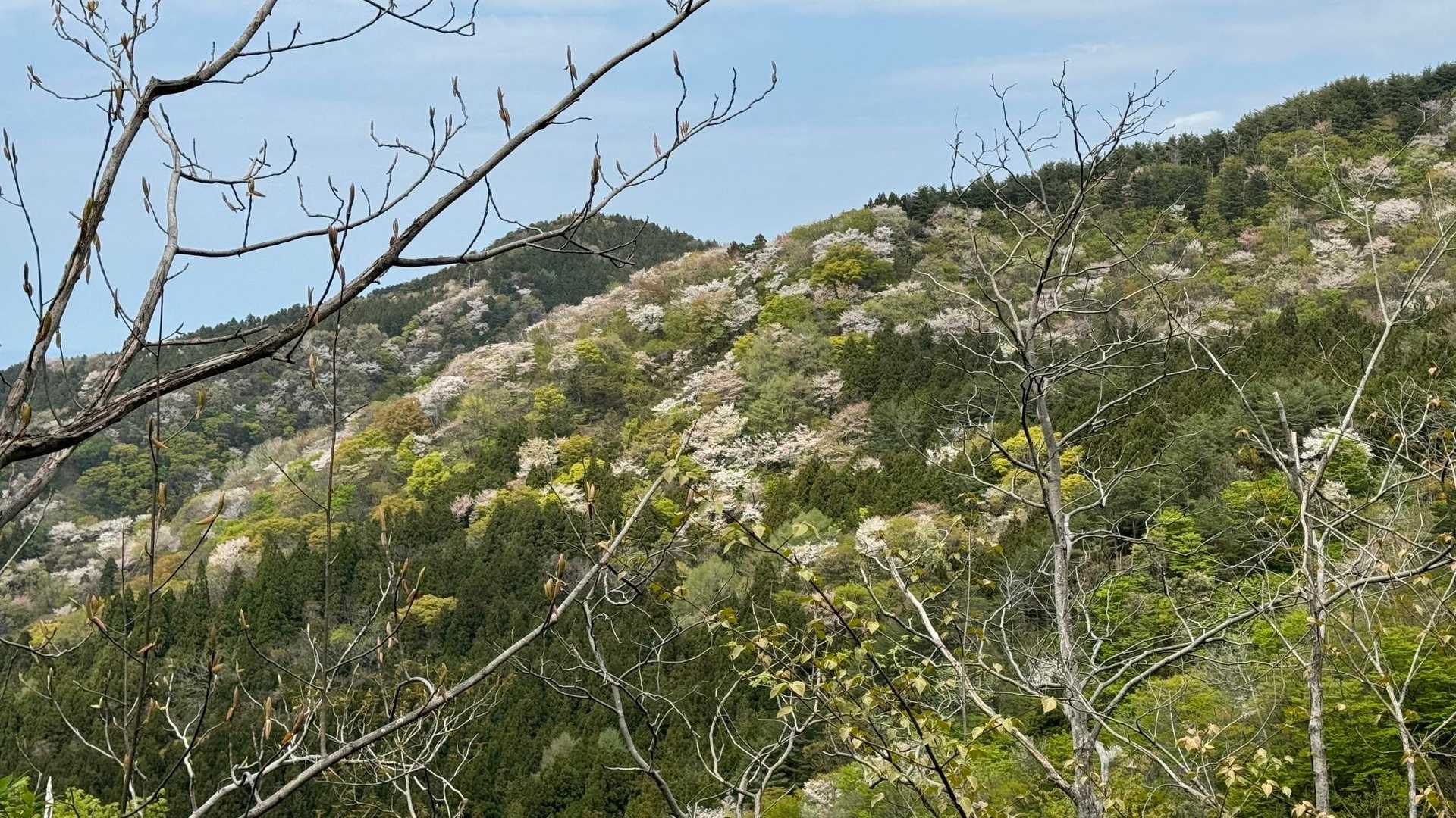 向かい側の山桜がとってもキレイ😄
