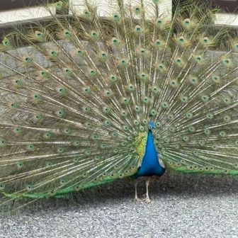 これが見たかったんだ😊