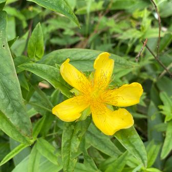 トモエソウ
花先がねじれている不思議な花でした