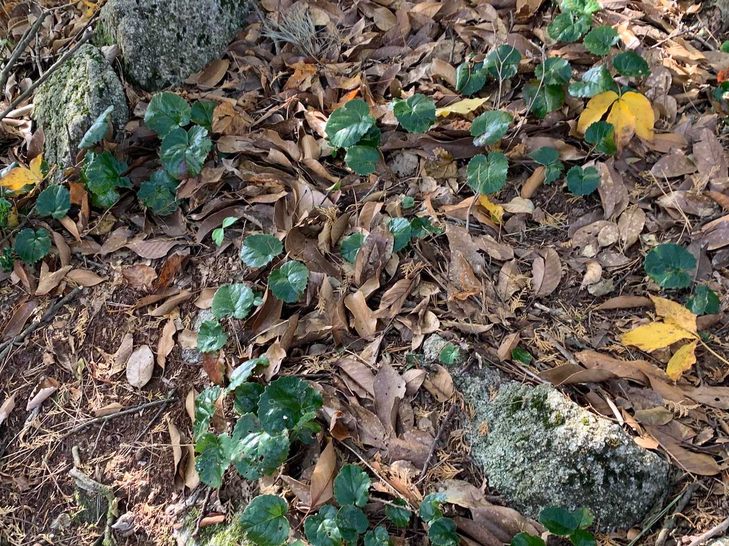 この辺、イワカガミ多いのねー