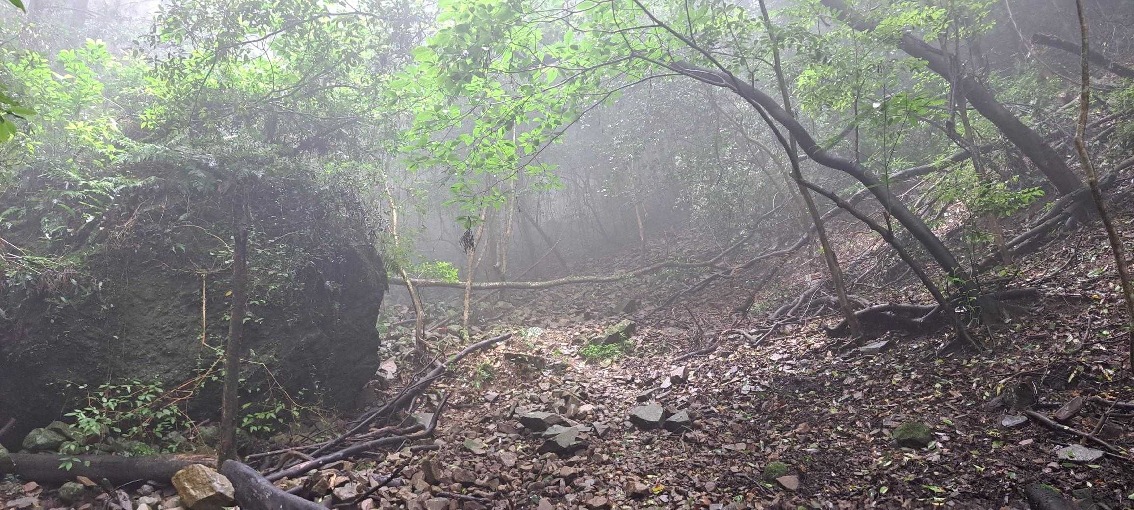 転び岩の所に手すりがと思ったら、倒木でした😱