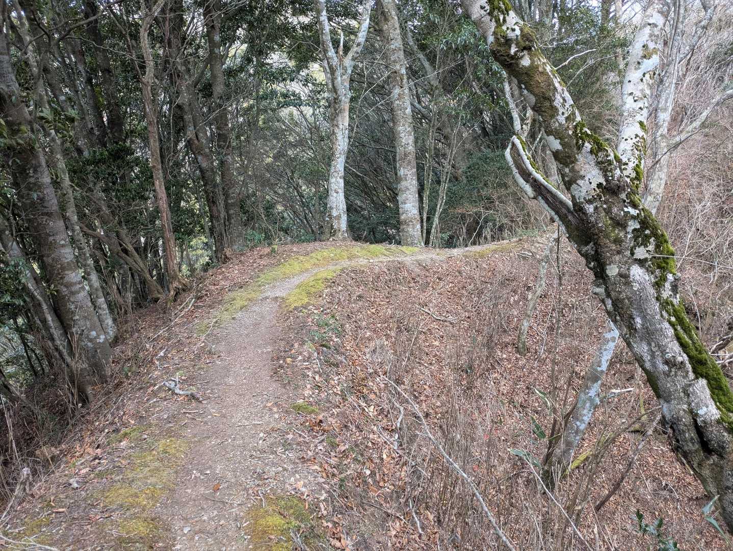登山開始です。登山道は比較的整備されてます。たまに細い所がありました。