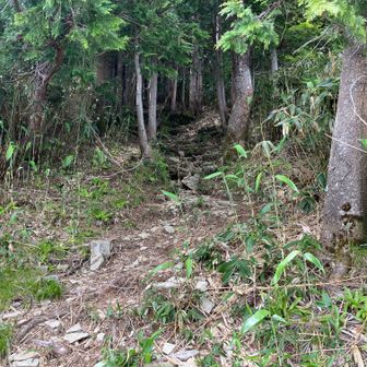45、箱岩山へ⑤
山頂間近で杉林に突入する