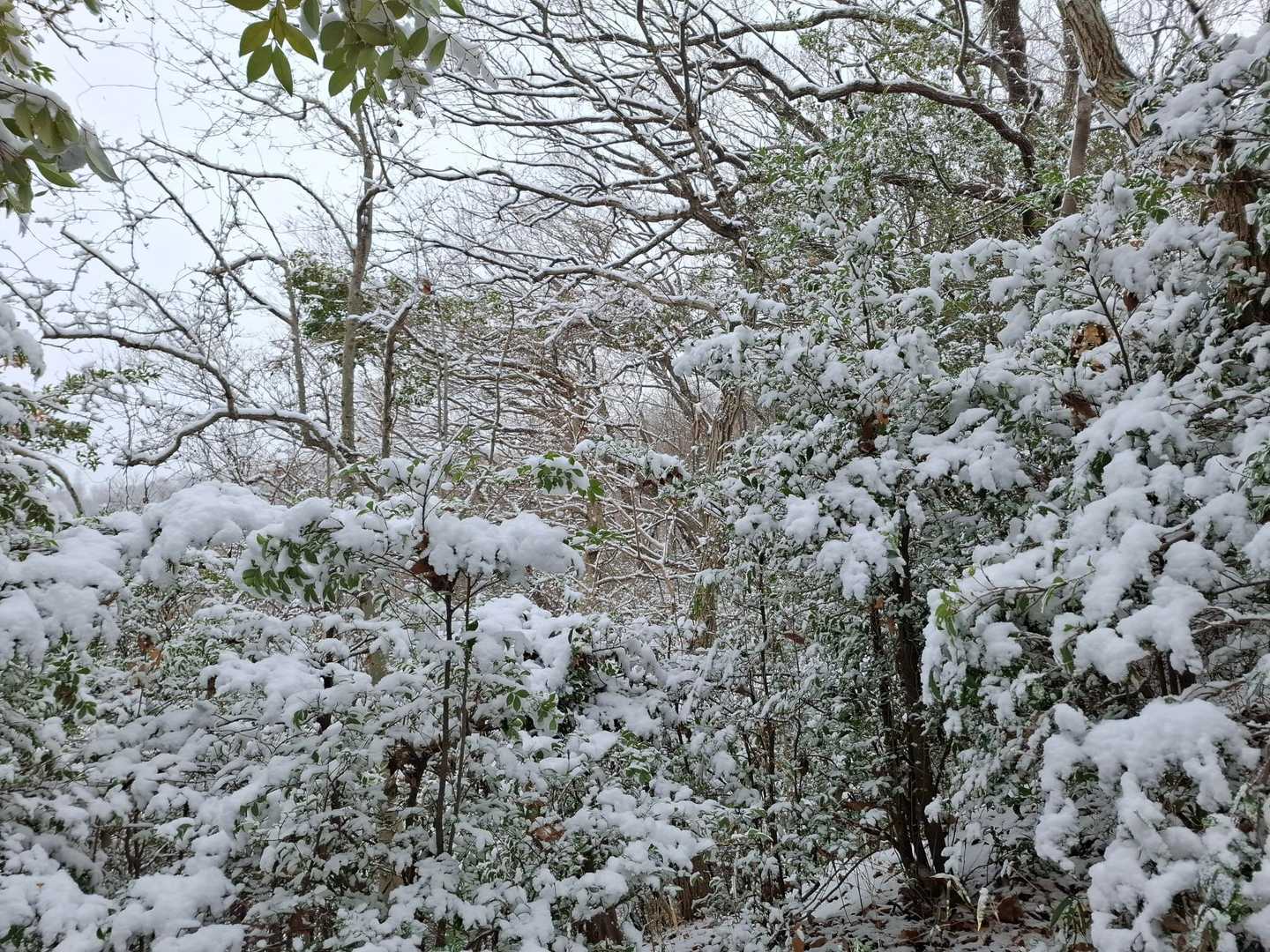 堅下駅-高尾山-恩智神社-恩智駅 縦走コースの写真