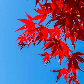 
うん😊
まだ紅葉🍁しっかり残ってた
今年は最後まで 紅葉🍁追っかけてる感じー
