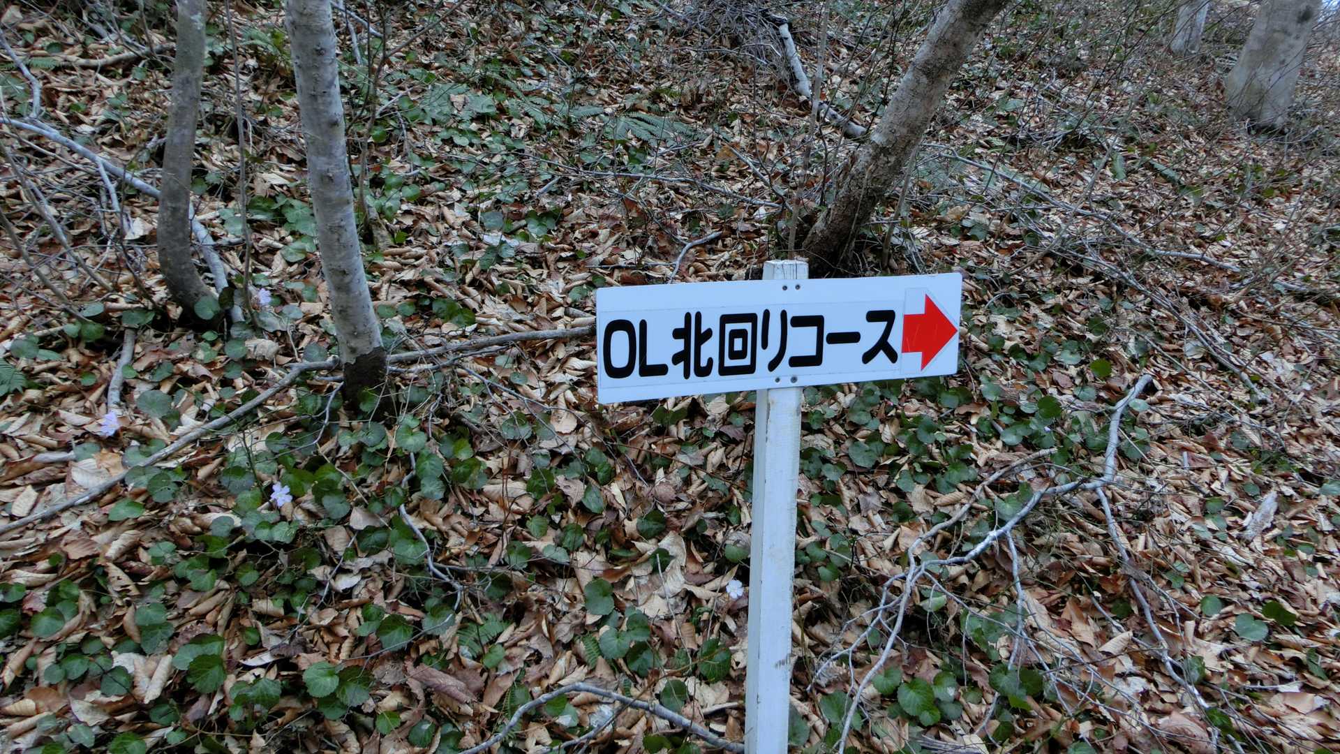 オリエンテーション北回りコースをトラバースします！こっちが花が多いルートです😁