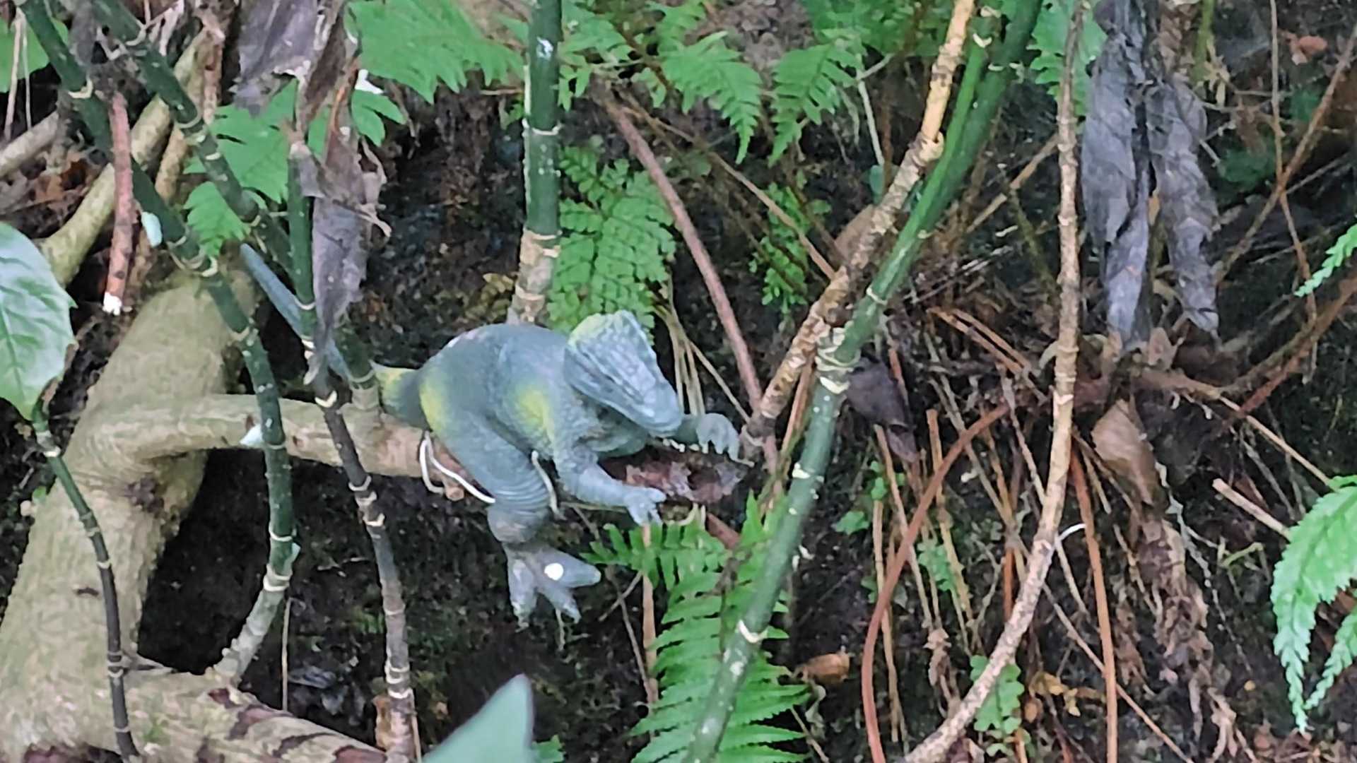 教えてもらいやっと恐竜🦖わかりました