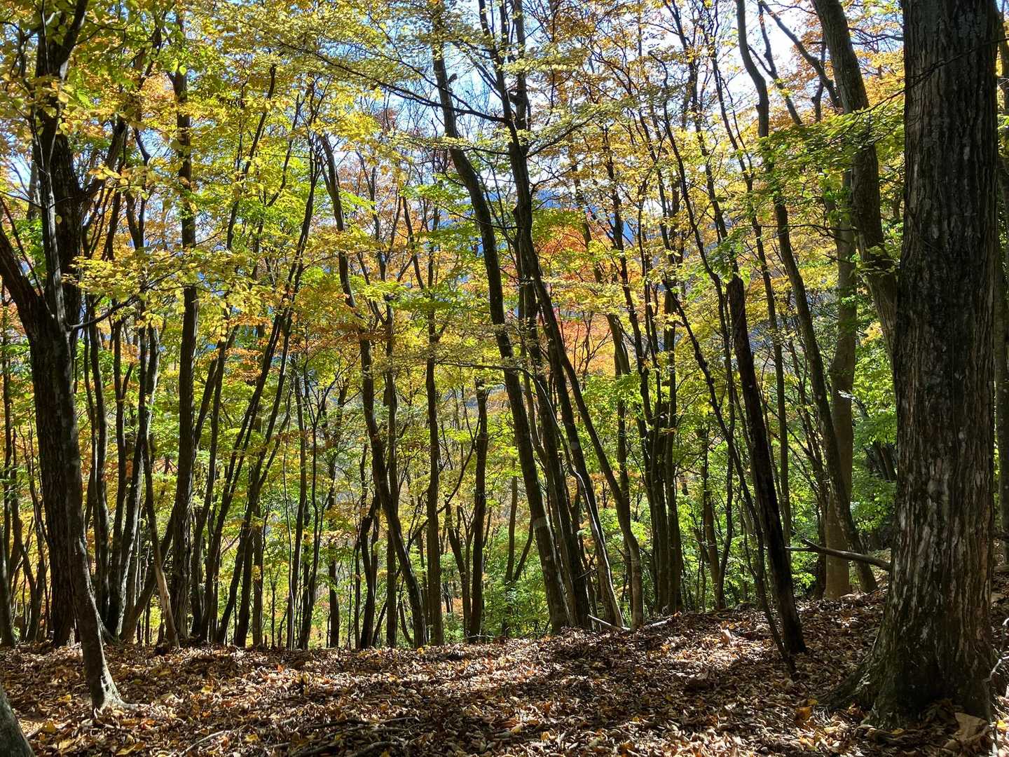 大室山 往復コースの写真