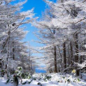 21.霧氷の森の隙間

これも好きな作品😊