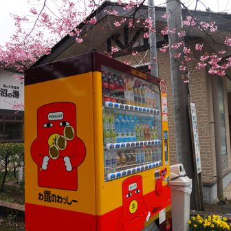 お日様はなくなっちゃったけど、Fさんからも指令が来たので水沼の桜を偵察に行きます