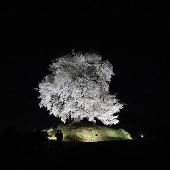
🌸桜花爛漫🌸
あたたかくて夜桜日和でした•*¨*•.¸¸♬︎
