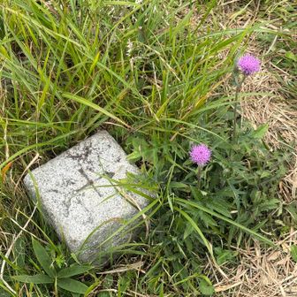 三角点…山頂標は無いのかと探したら…