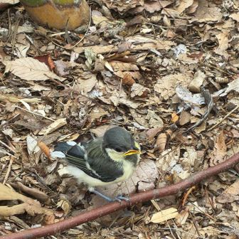 後から飛び立った兄弟鳥は結構遠くに飛び去って行きましたが、この子はまだ力がないのかピョンピョンと地面を動き回ってます。
チビっこくてかわいい！