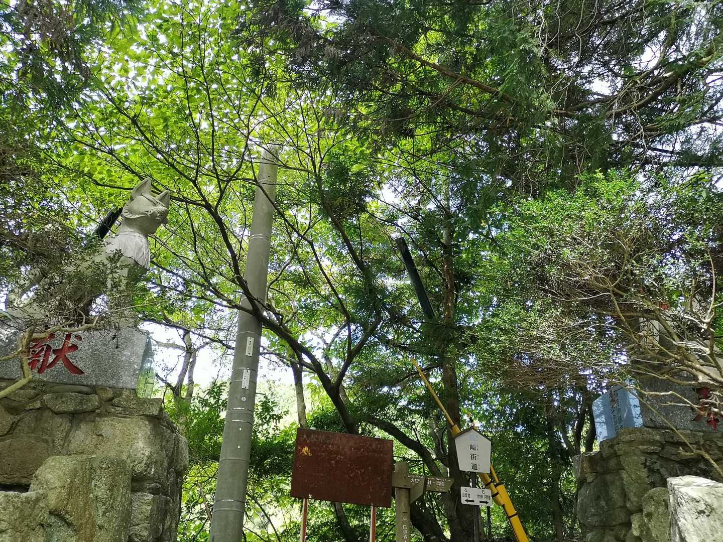 大根地神社-大根地山 往復コースの写真