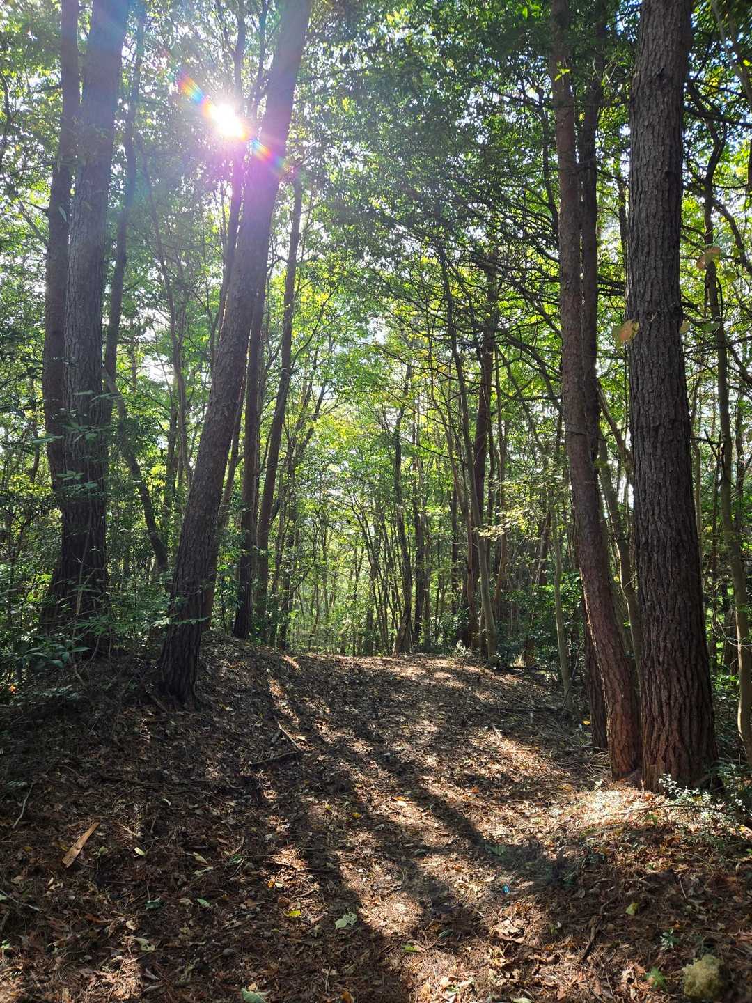 鷹巣山 往復コースの写真