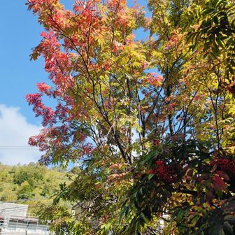 ナナカマド2🍁🍒