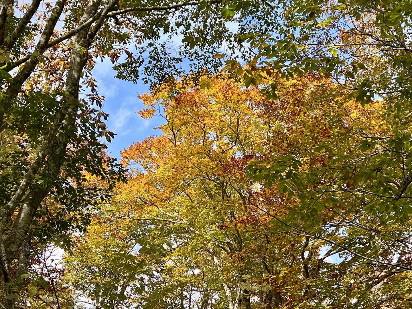 🍁😊🍁
この時期は、空を見上げる事が多いですね