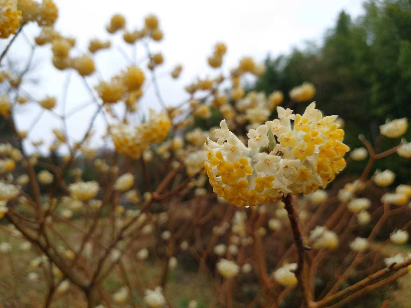 ミツマタ🌸　初めて見たかも😀