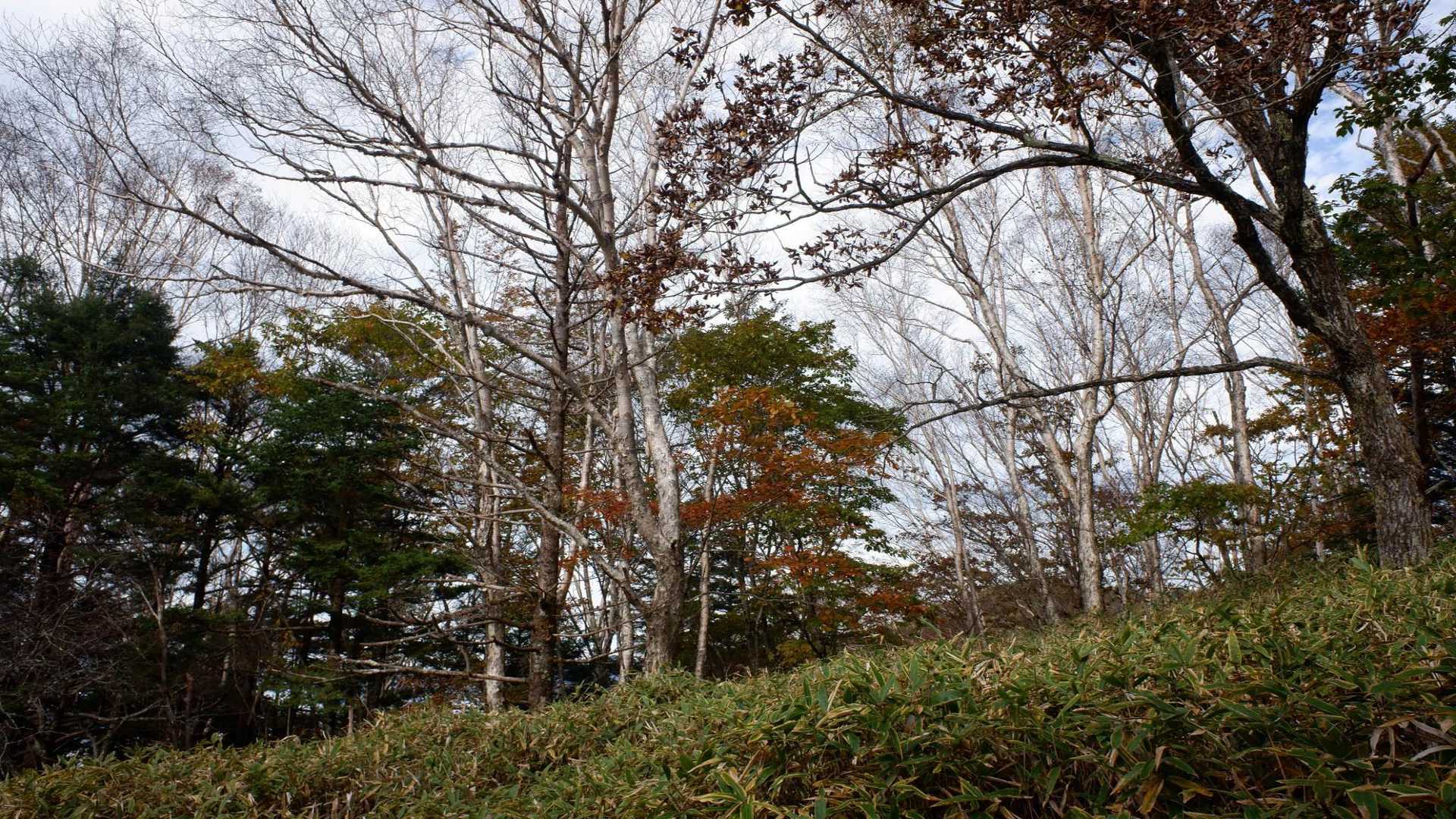 上日川峠-大菩薩嶺-大菩薩峠 周回コースの写真