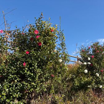 途中、陽当たりの良いところでは椿？あ、山茶花？