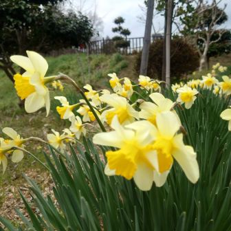 ラッパスイセン