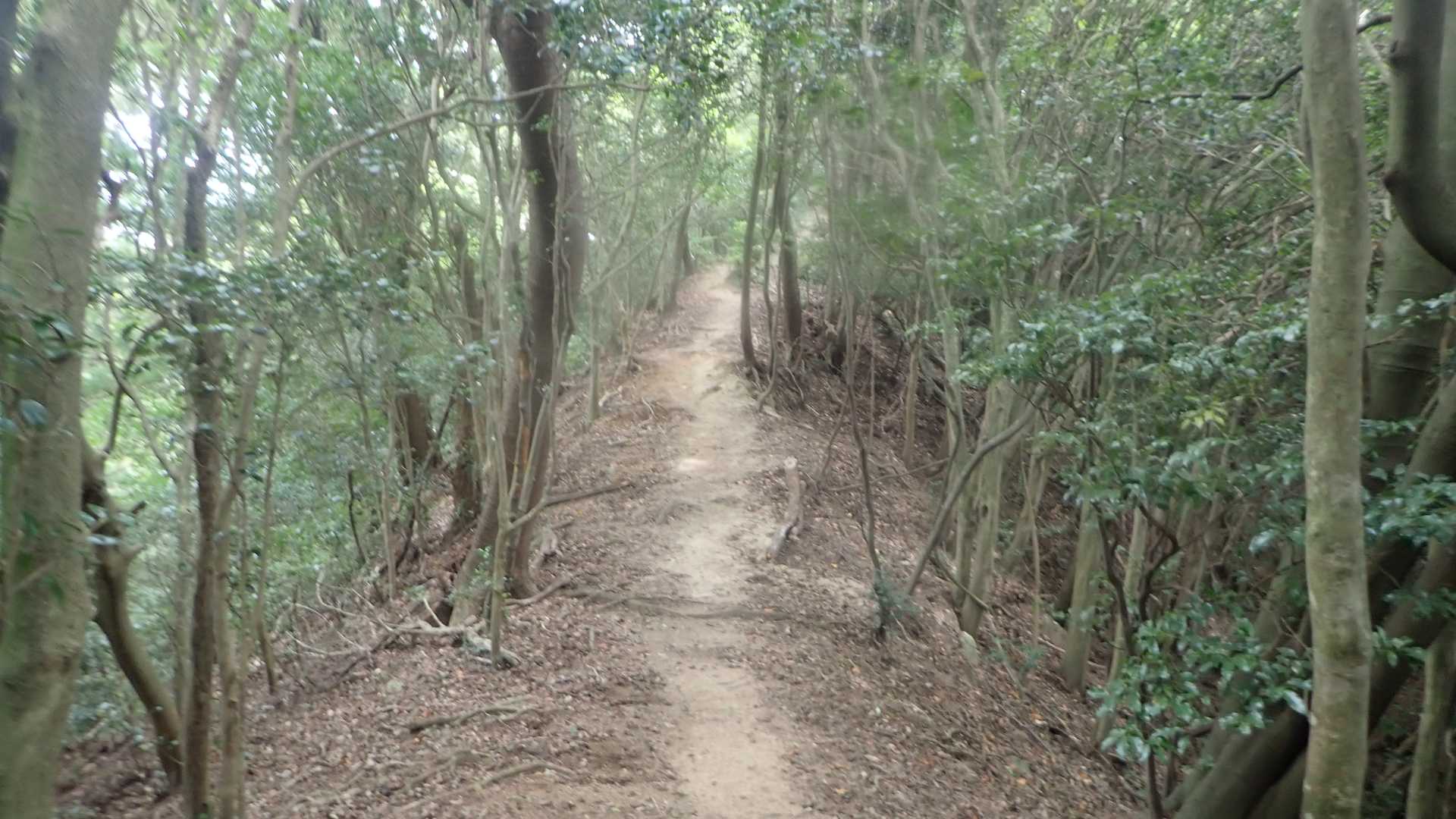 まぁ良い道。
杣谷の妖精さんもお気に入りでした。
