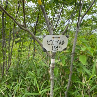 どんづる峯のピーク