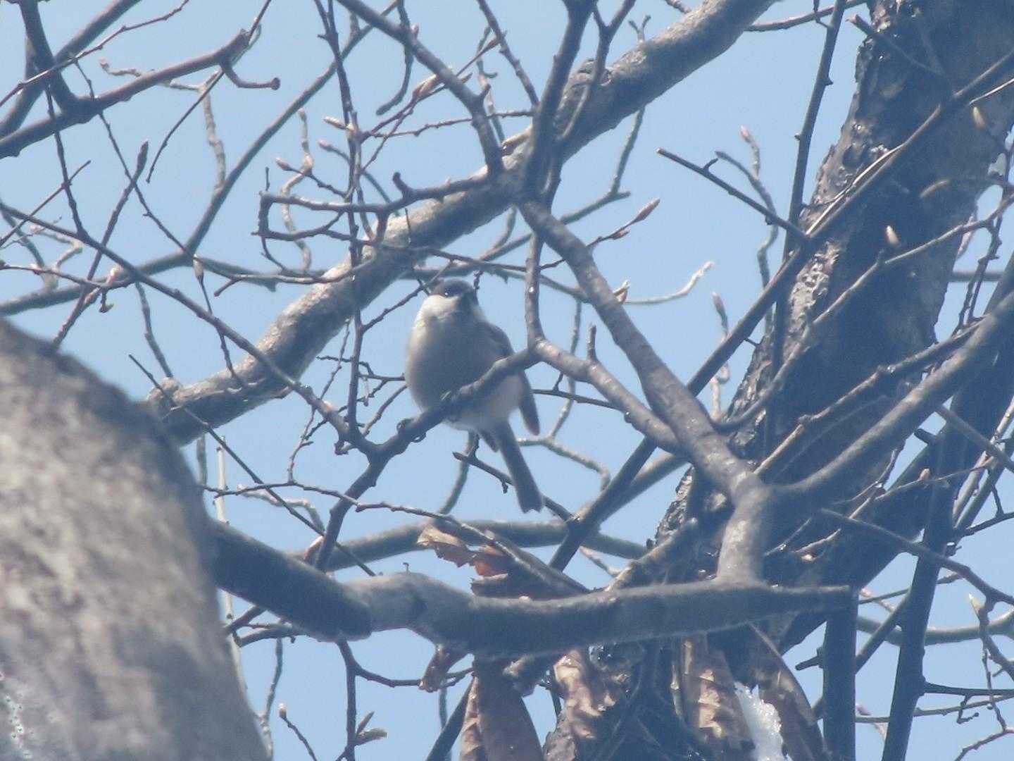 コガラちゃん
レンズが曇ってら🧐