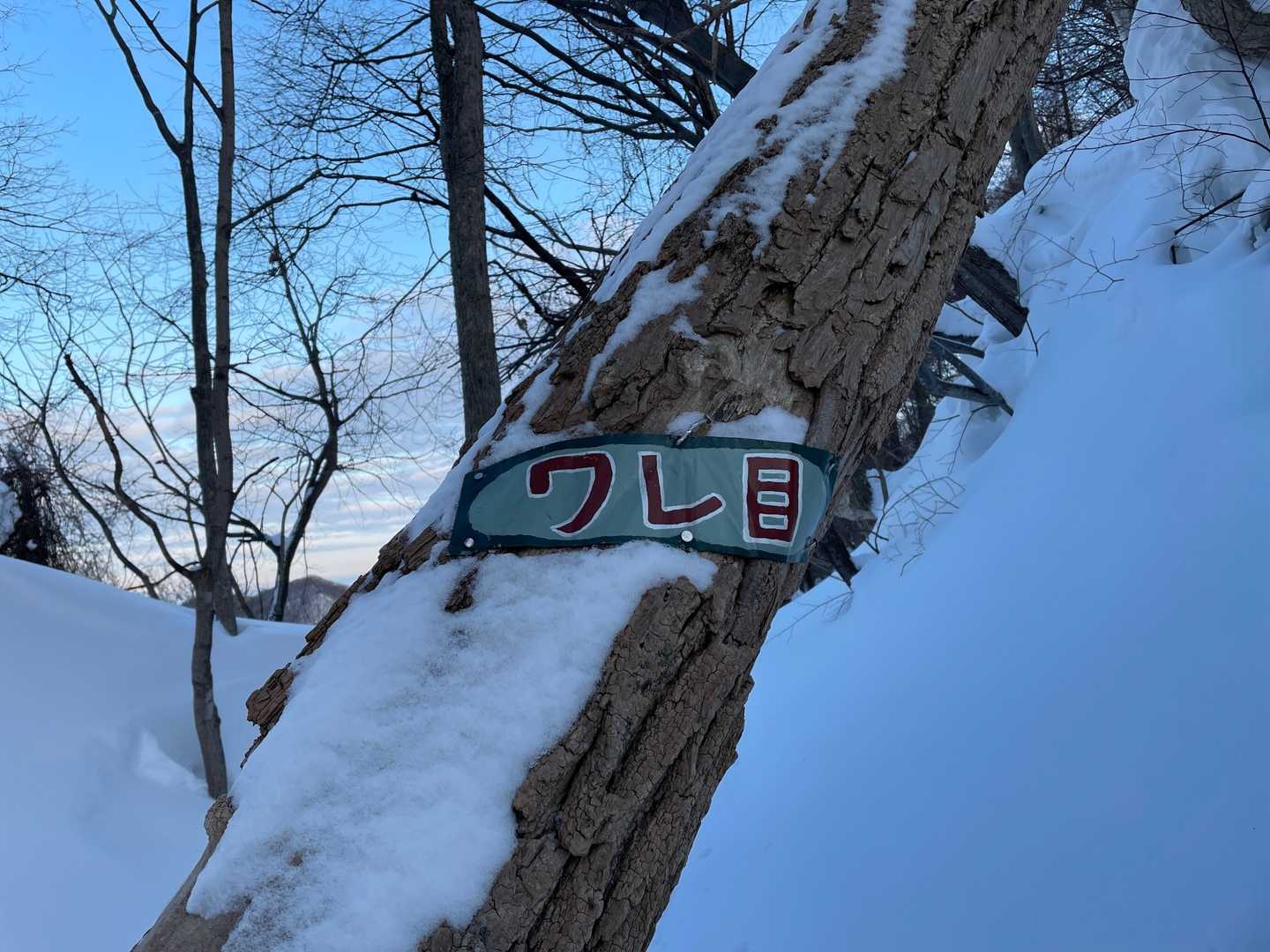 大倉山-奥三角山 往復コースの写真