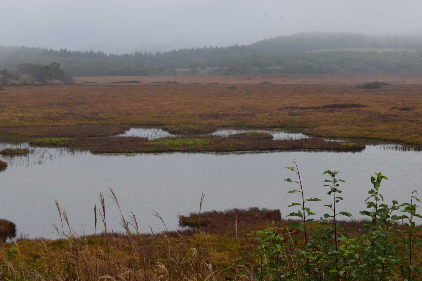 八島湿原バス停-八島湿原入口-霧ヶ峰湿原植物群落-男女倉山 周回コースの写真