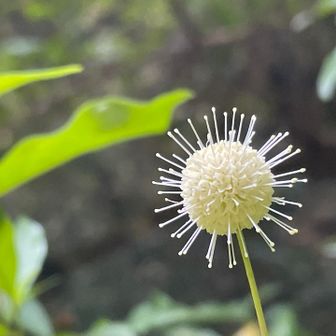 おっ🤩
間近で会えないと思っていた💦