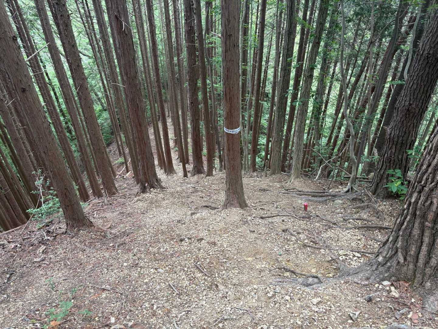んげっ、激下り