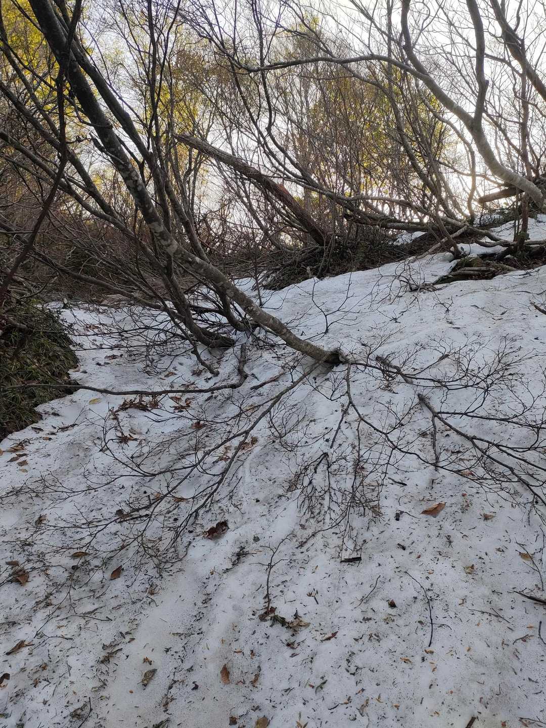 ここら辺から残雪ゾーンに