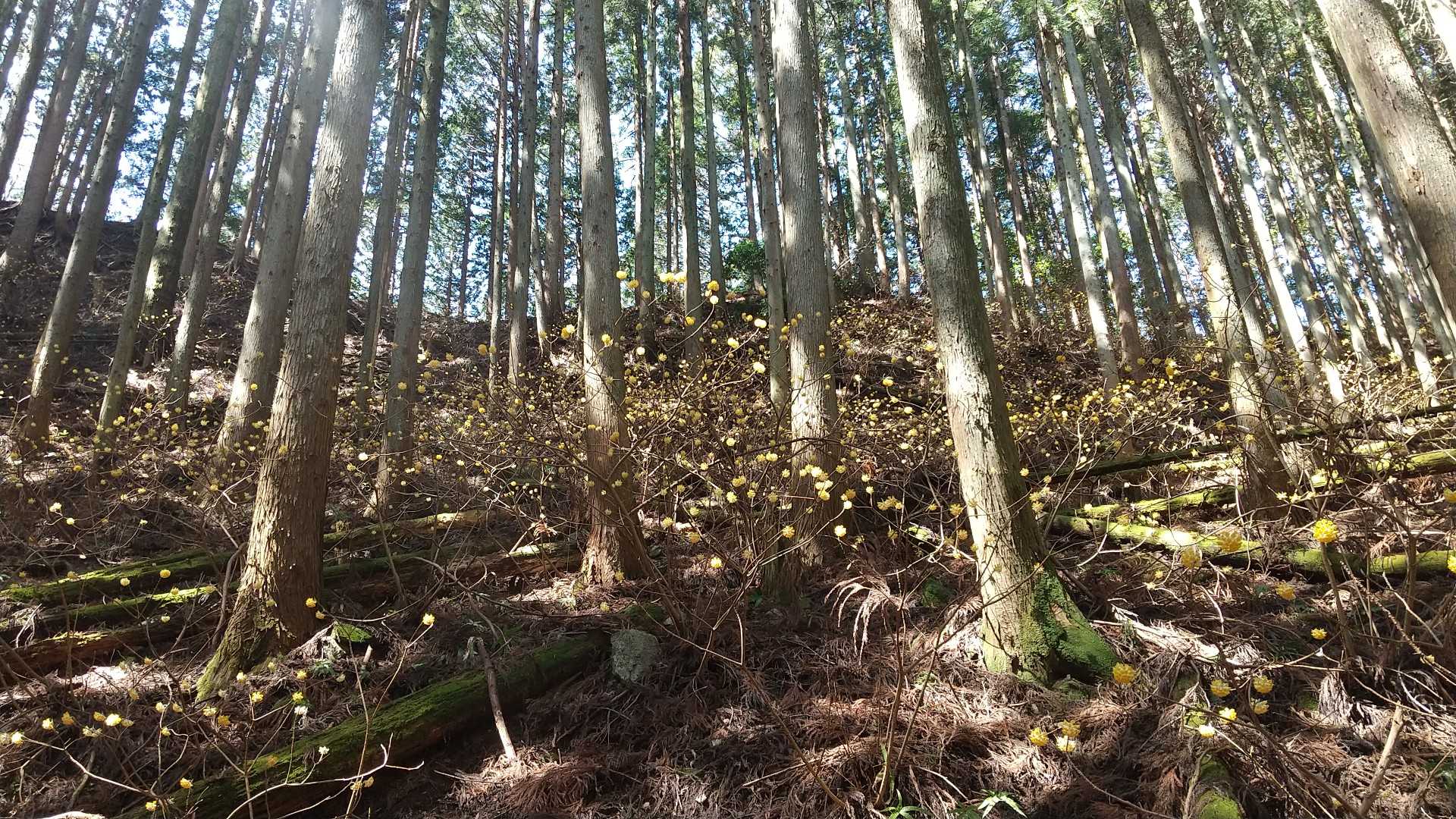 分かりにくいけど、ミツマタが群生してます🌺