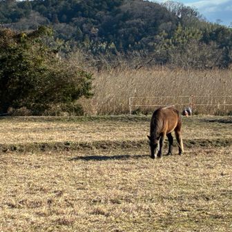 お馬さんが居る〜
今日も干支の🐴さんに会えた🥰
