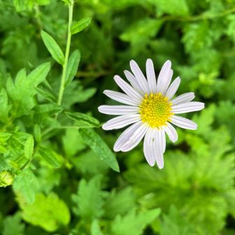 ヨメナ🌼