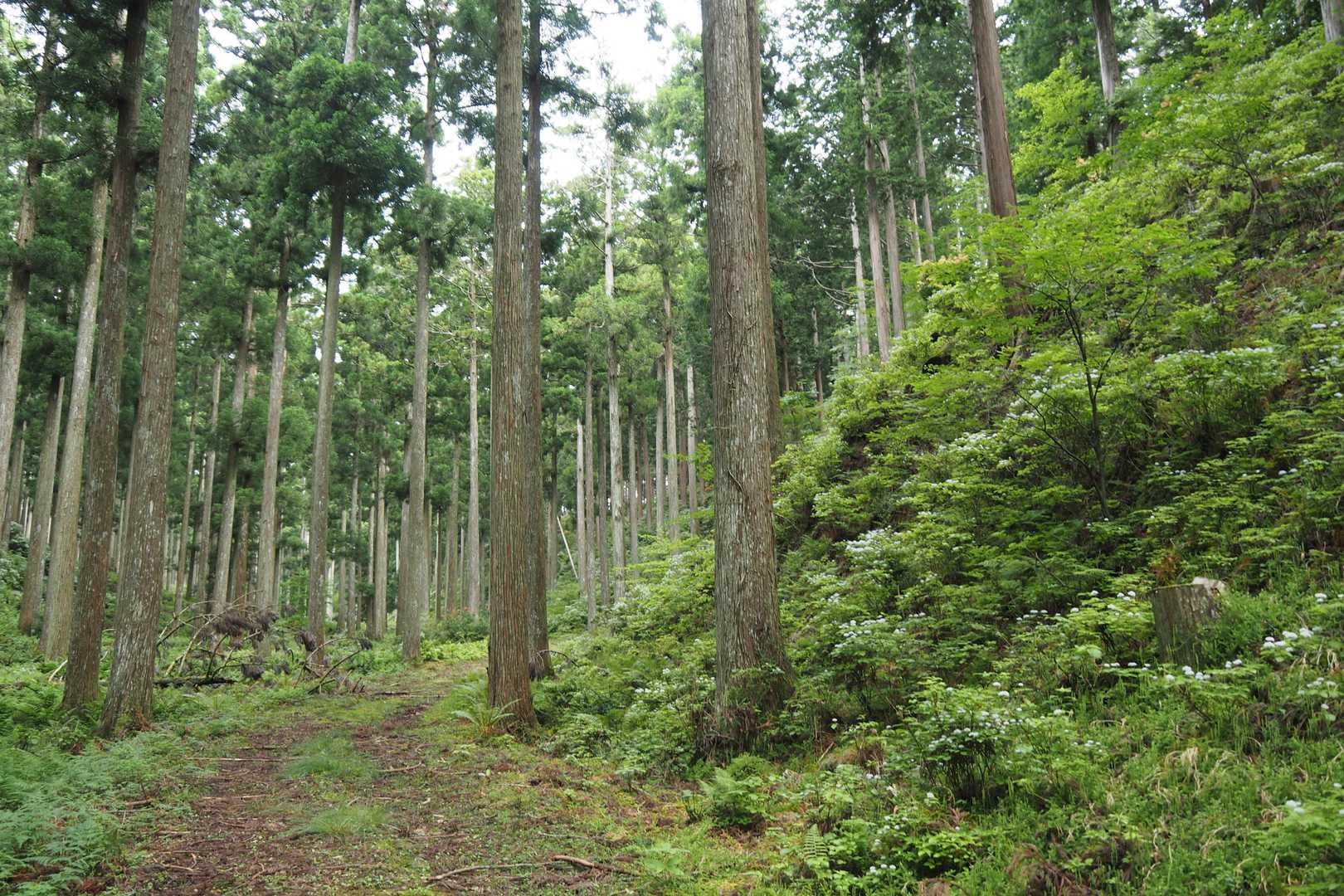 作業車用林道を歩くとすぐにコアジサイが沢山咲いていて甘い香りが漂っています。