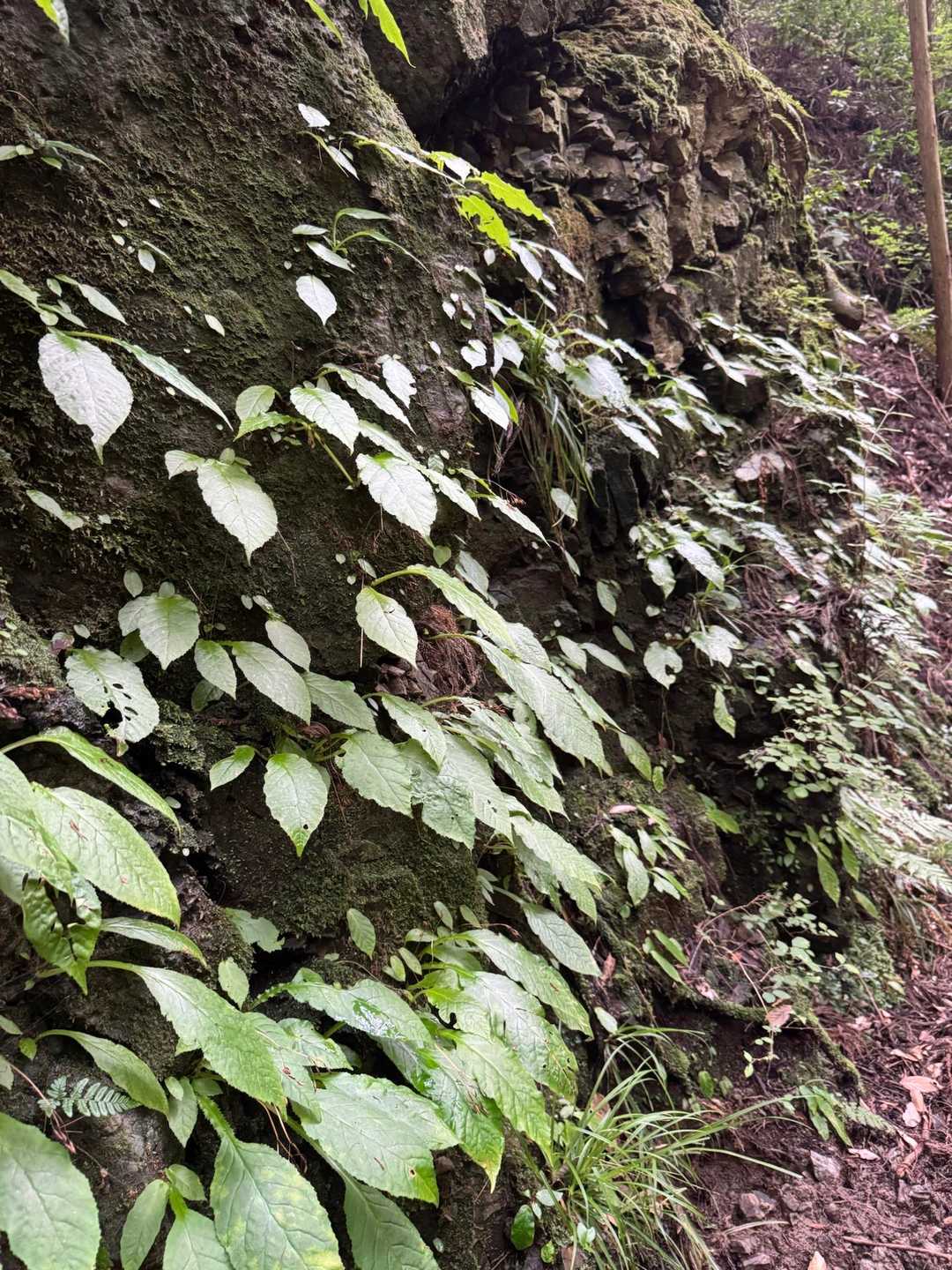 葛城山-枇杷平 縦走コースの写真