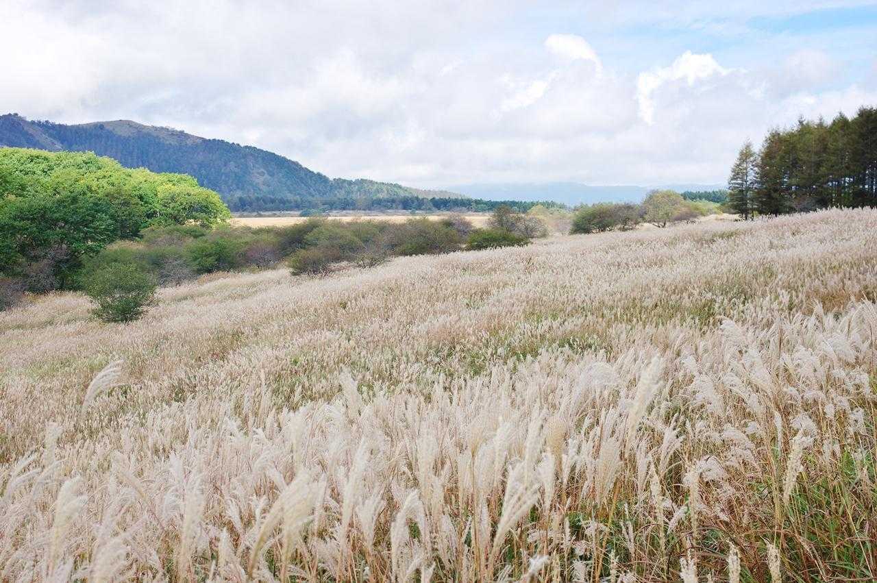 ススキの景色が美しかったです