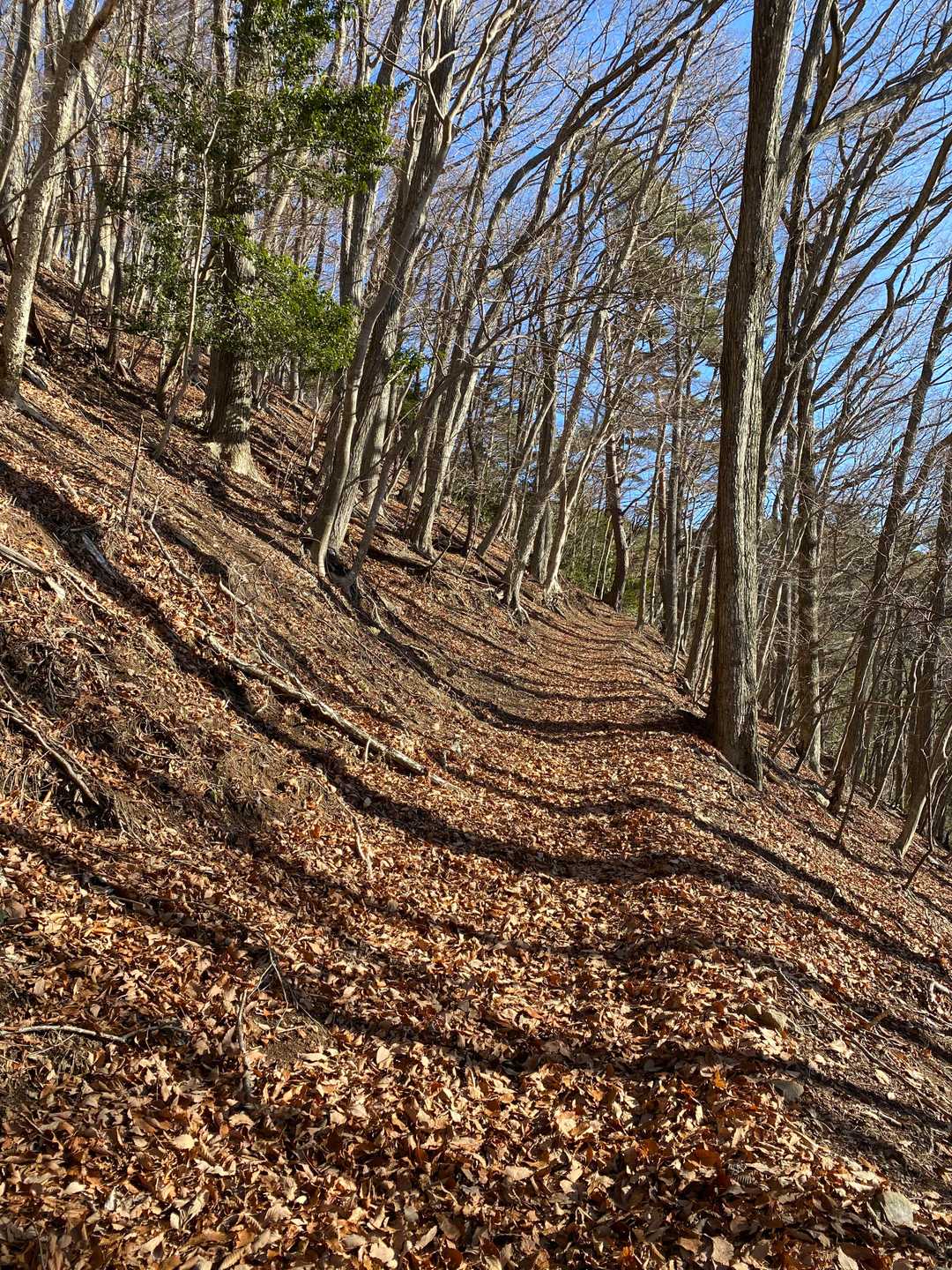 この時期の森はとっても明るいですね
