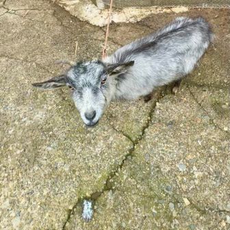 さすがにこの子は繋がれています