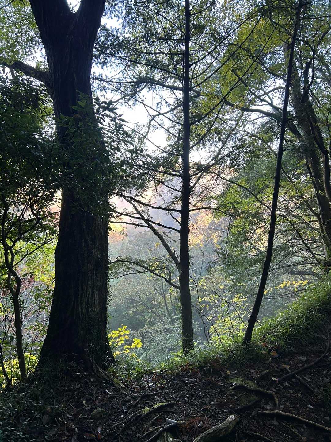 おかめ山西峰 往復コースの写真