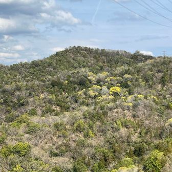 馬路山側から観たミモザ