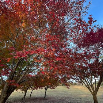 降りてきた〜再び 紅葉🍁を…🥹