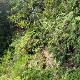 崩落地点&シダ🌿ヤブ

崩落部分は、3メートルくらいなので、注意して歩けば大丈夫かな😃