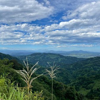 ススキ穂が出てる🌾
季節が過ぎてくね〜…😧